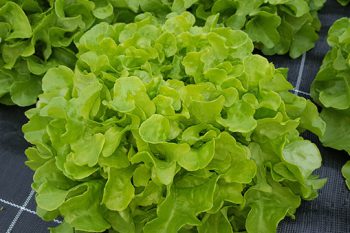 Salade Feuille de chêne