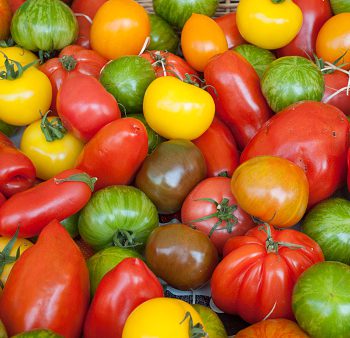 Tomates anciennes bio