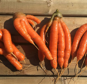 carottes_a_jus bio