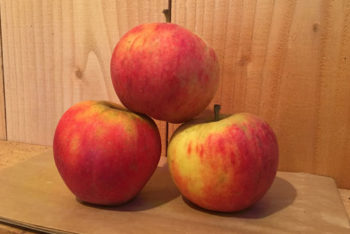 Pomme melrose 1 kg